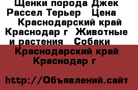 Щенки порода Джек Рассел Терьер › Цена ­ 1 - Краснодарский край, Краснодар г. Животные и растения » Собаки   . Краснодарский край,Краснодар г.